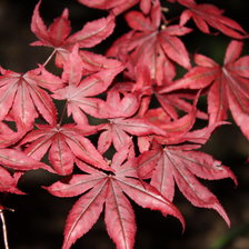Japanese Maple