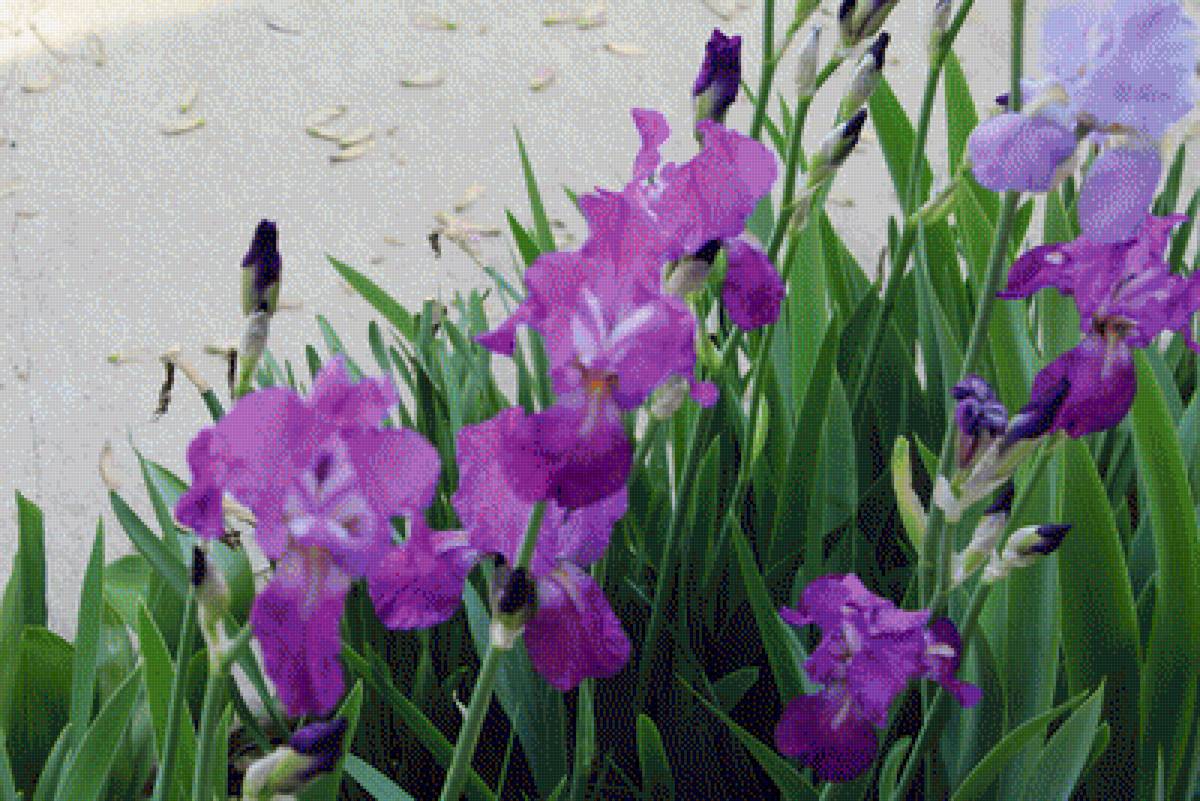 Iris - iris, flowers, purple - предпросмотр