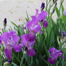 Схема вышивки «Iris»