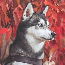 Схема вышивки «собака»