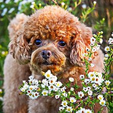 Схема вышивки «собака»