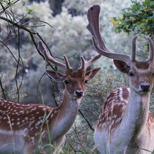 Схема вышивки «Олени в лесу»