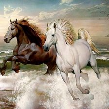 Un par de caballos al trote