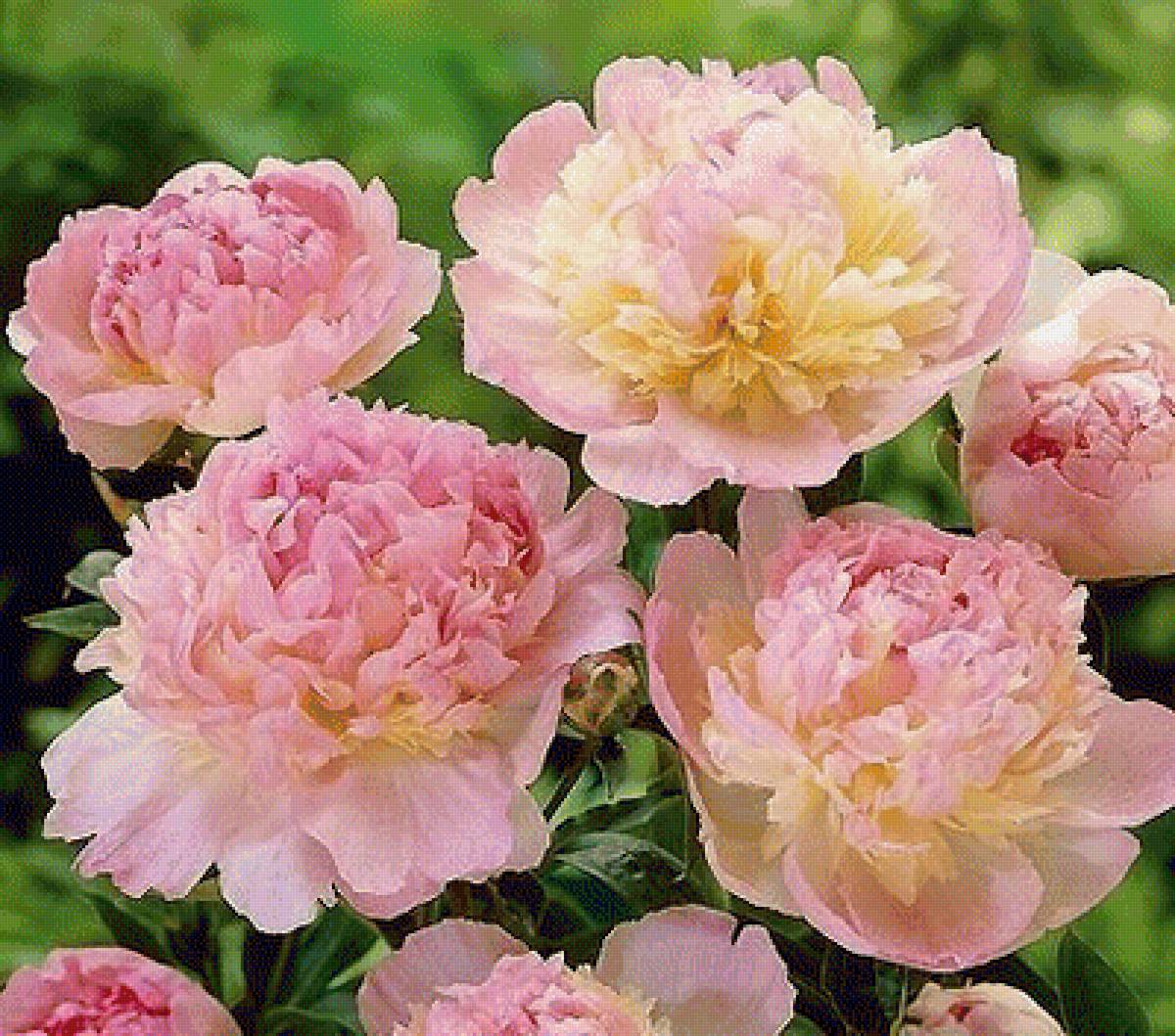 №2020011 - предпросмотр