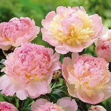 Схема вышивки «№2020011»