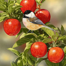 Схема вышивки «созрели яблоки»