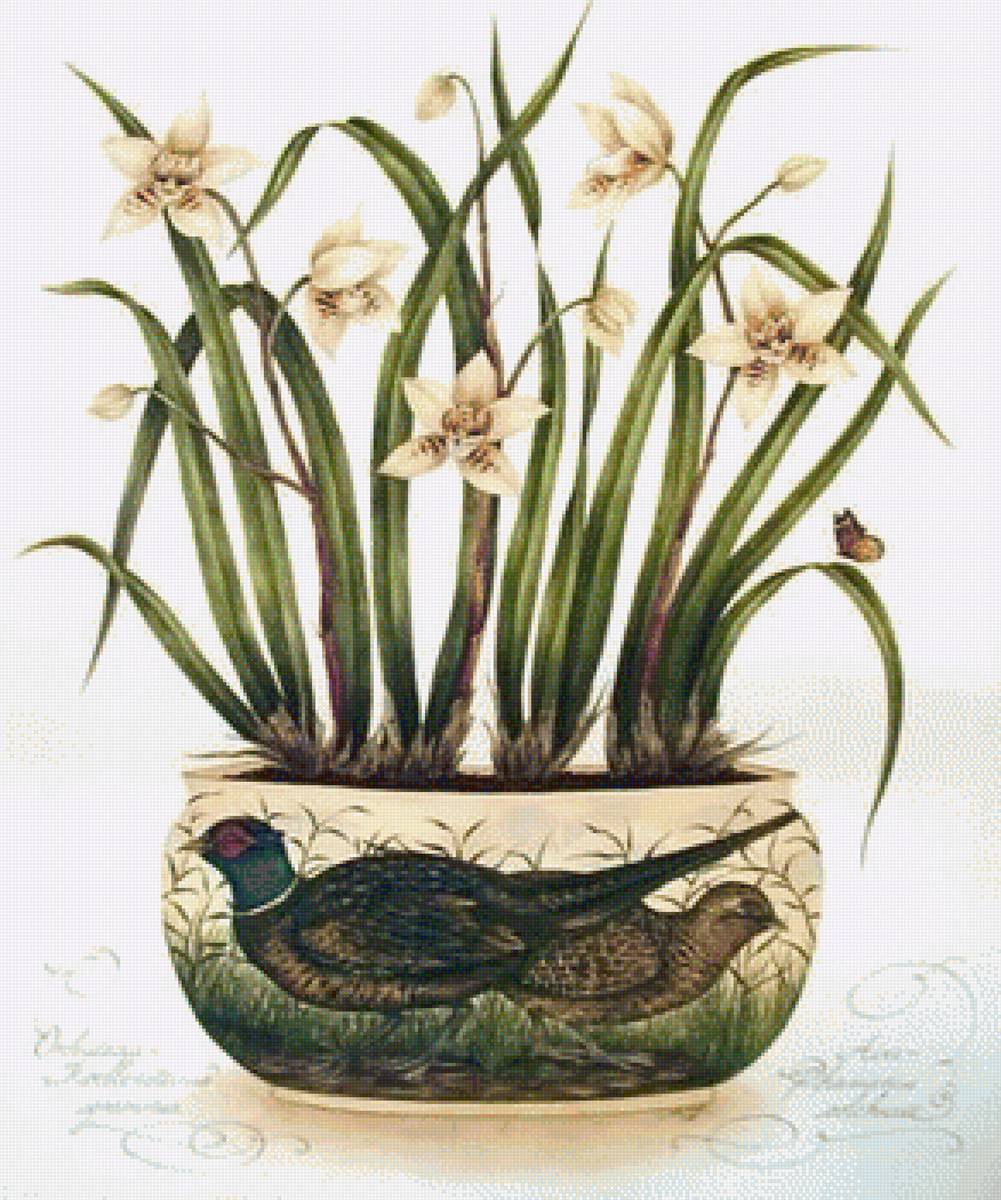 ORCHIDS - орхидея - предпросмотр