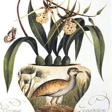 Схема вышивки «ORCHIDS»