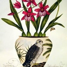 Схема вышивки «ORCHIDS»