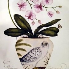 Схема вышивки «ORCHIDS»