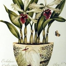 Схема вышивки «ORCHIDS»