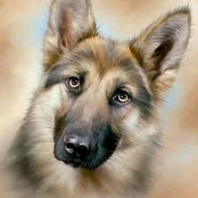 Схема вышивки «Портрет овчарки»