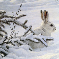 Схема вышивки «Зайчик белый»