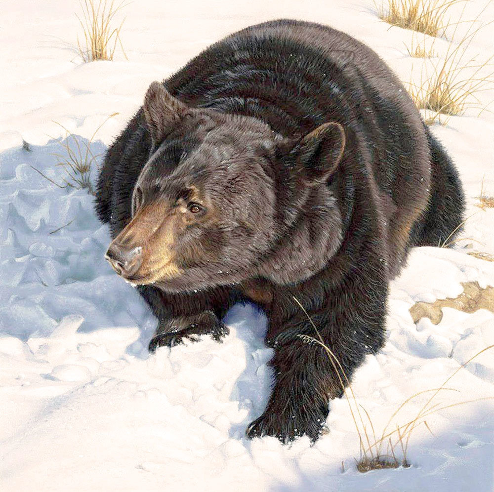 Матёрый медведь - зима, животные, медведь, снег - оригинал