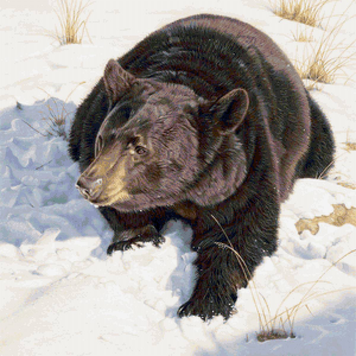 Матёрый медведь - зима, медведь, животные, снег - предпросмотр