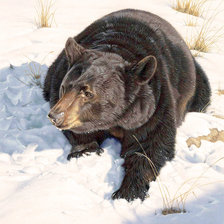 Схема вышивки «Матёрый медведь»