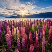 Схема вышивки «№2020803»