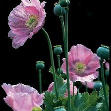 Схема вышивки «Маки»