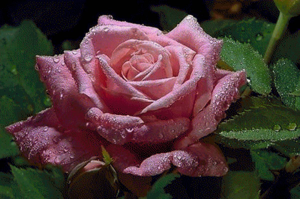 Под дождем - цветы, роза - предпросмотр