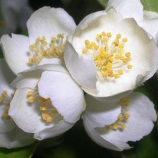 Схема вышивки «Цветет жасмин»