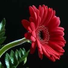 Схема вышивки «Гербера»