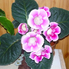 Схема вышивки «Глоксиния»