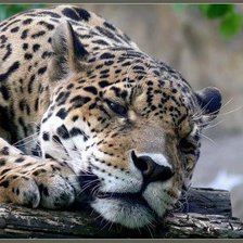 Схема вышивки «Леопард»