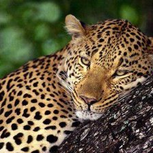 Схема вышивки «После сытного обеда»