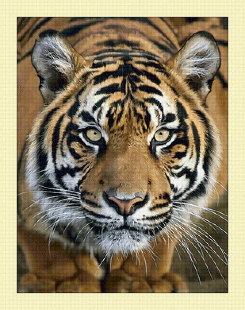 Тигр. - хищник, тигр, взгляд - предпросмотр