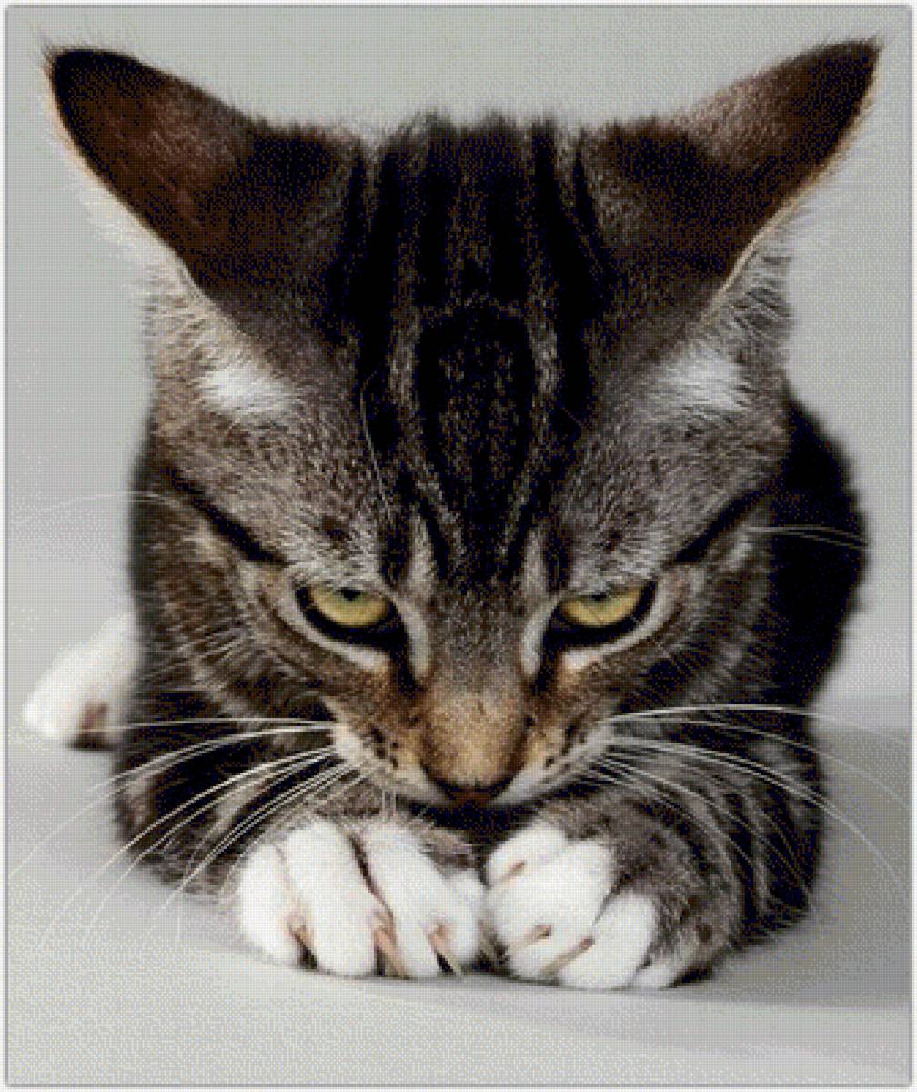 Обиделся - животные, кошки - предпросмотр