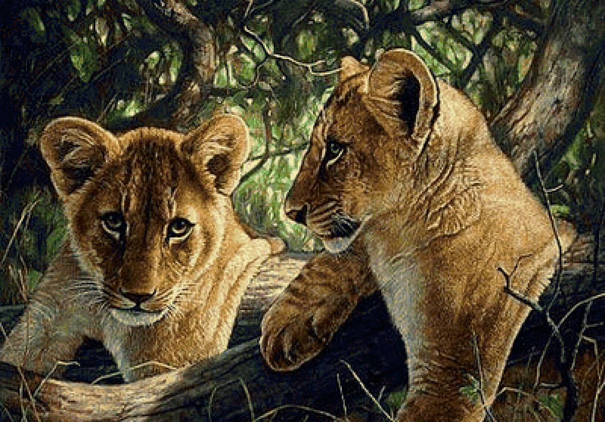 дикие - предпросмотр