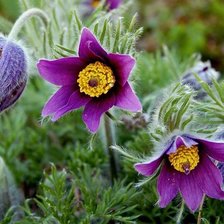 Схема вышивки «Сон - трава»