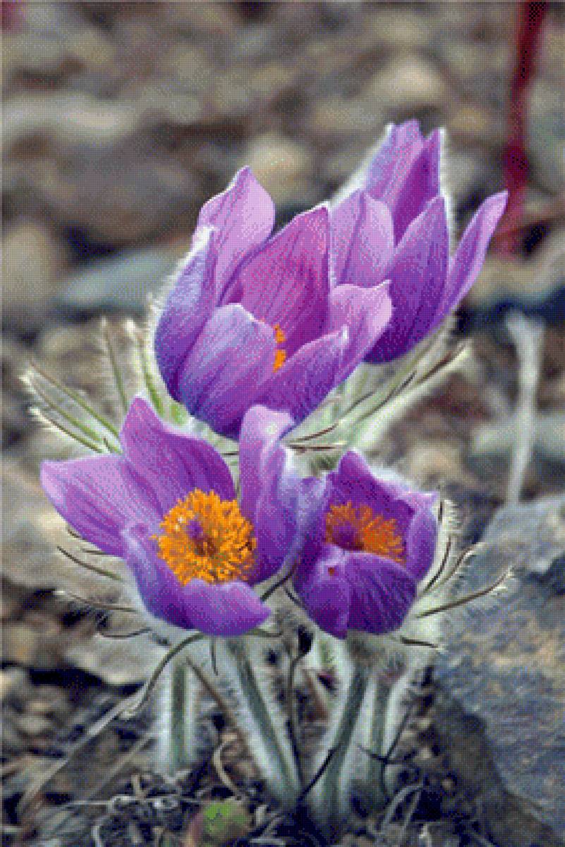 Сон - трава - сон-трава, цветы - предпросмотр