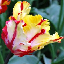 Схема вышивки «Интересный экземпляр»