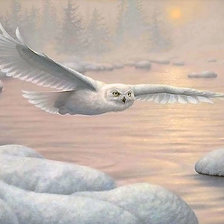 Схема вышивки «Полярная хищница»