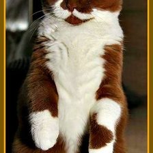 Схема вышивки «Шоколадный кот»