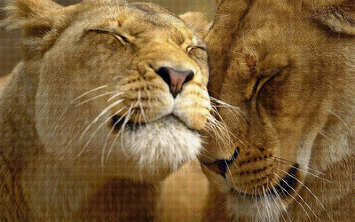 Сладкий сон - львы, животные - предпросмотр