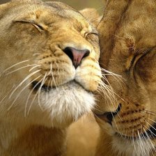 Сладкий сон