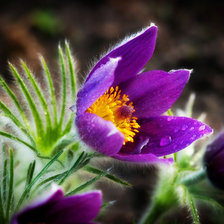 Схема вышивки «Сон - трава»