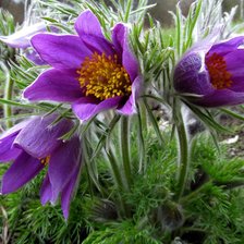 Схема вышивки «Сон - трава»