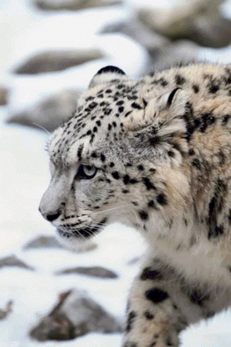 Снежный барс - снежный барс, животные - предпросмотр