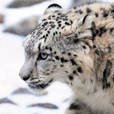 Схема вышивки «Снежный барс»