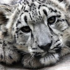 Схема вышивки «Снежный барс»