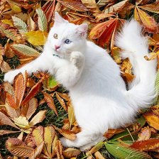 Схема вышивки «№2022568»