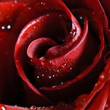 Схема вышивки «ROSE»