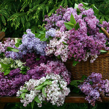 Схема вышивки «Сирень»