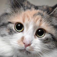 Схема вышивки «Мурка»