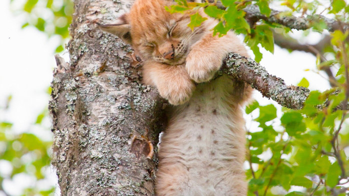 Так удобно - кошки, животные - оригинал