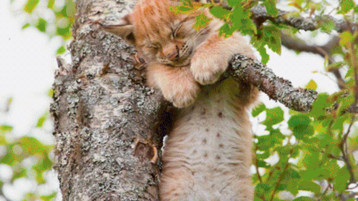 Так удобно - кошки, животные - предпросмотр