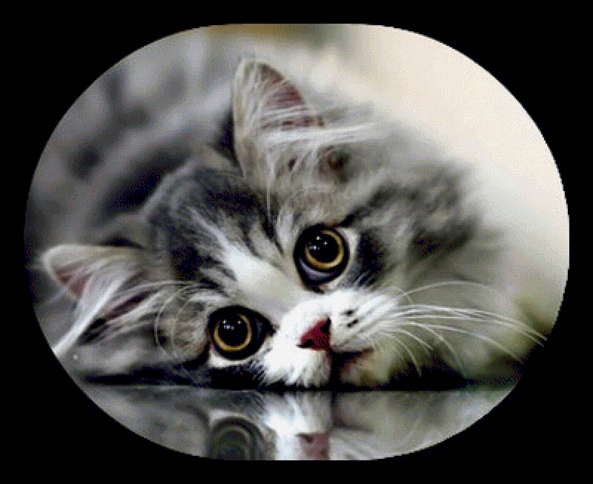 Киса - животные, кошки - предпросмотр